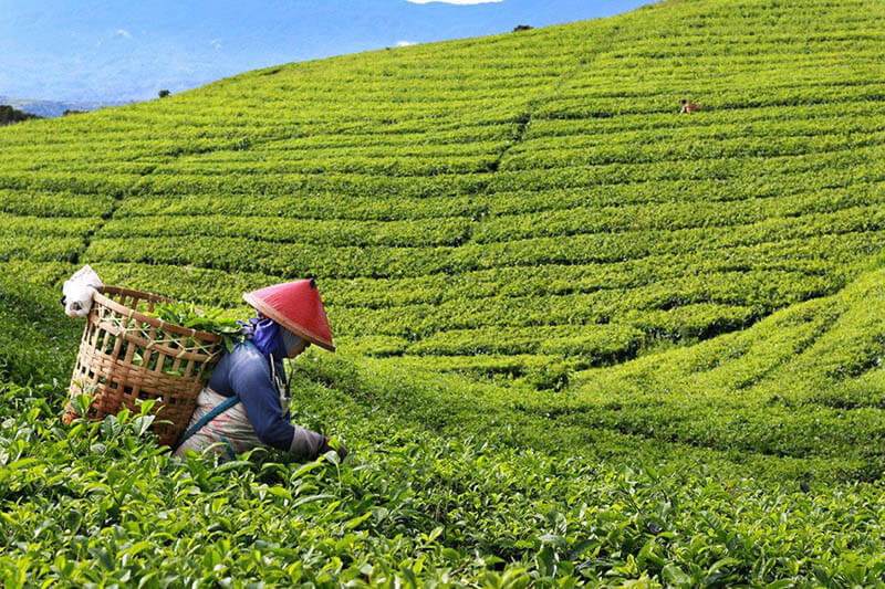 Best Indonesian Tea to Buy When Visiting Indonesia